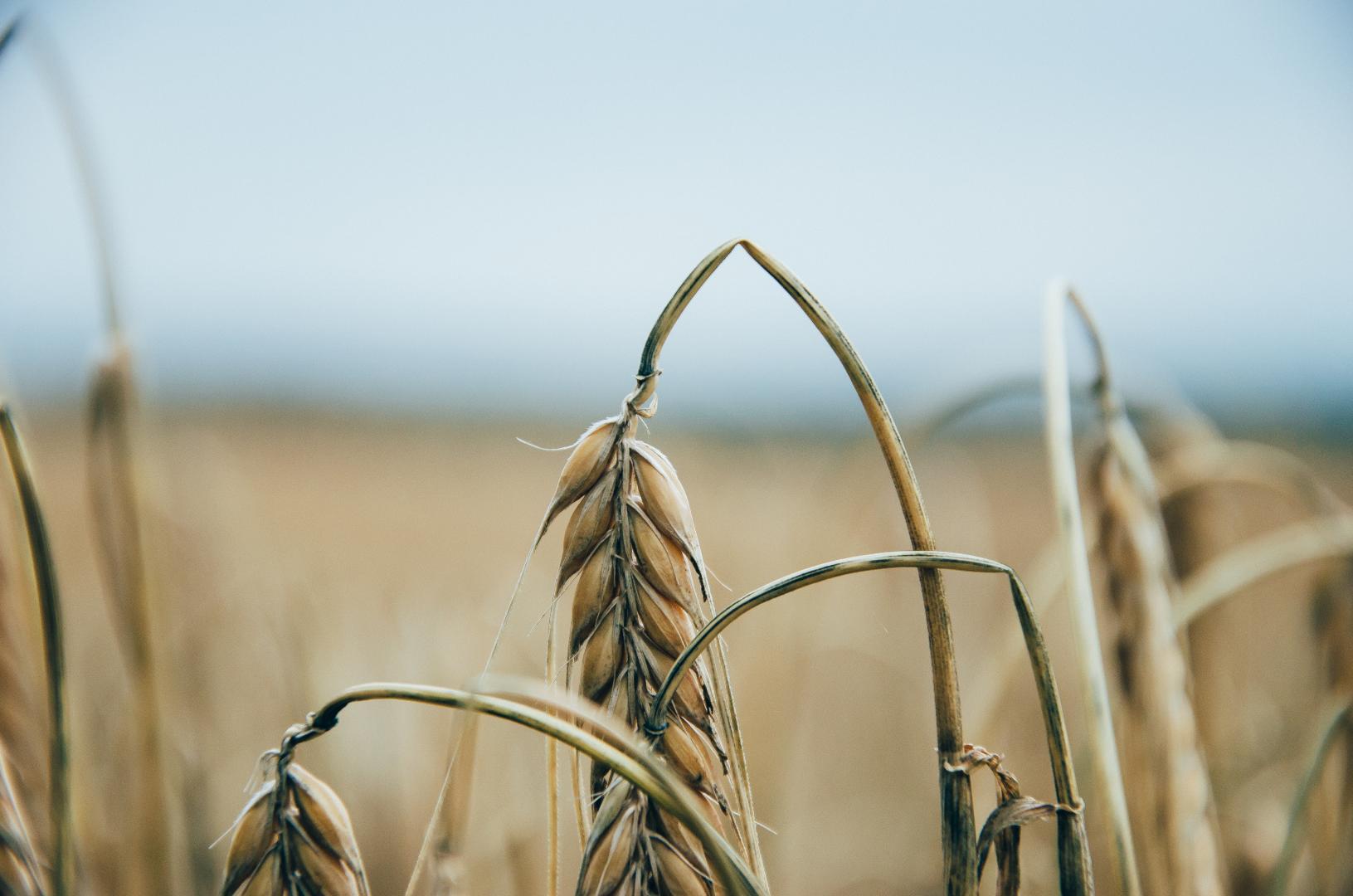 Agri-food