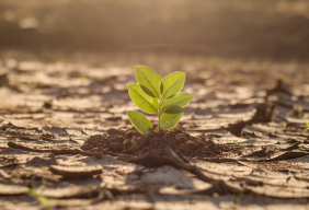 Adaptation agriculture