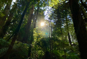 Green forest at daytime.
