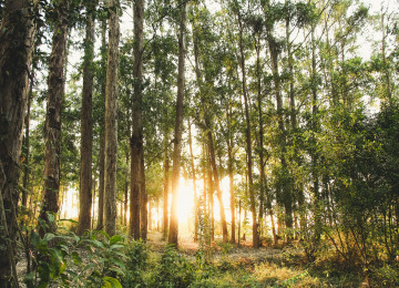 pine forest with thin trees and the yellow sunset light shining through from the horizon