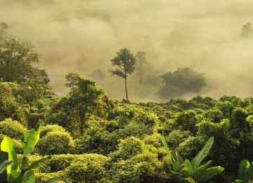 Morning fog drifts through the jungle in Doi Phu Langka, Pha Chang Noi, Pong, Phayao, Thailand.