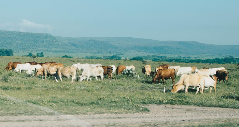 Livestock