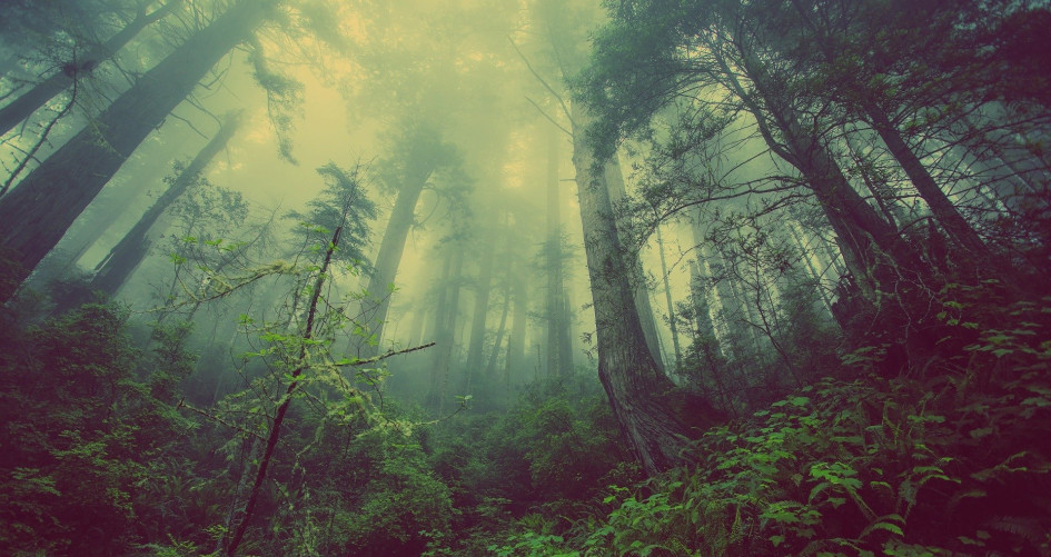 Dense temperate forest