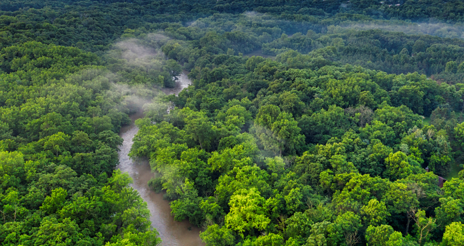 international day of forests