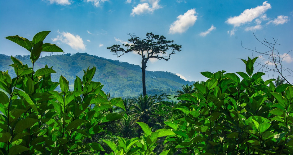African forest.