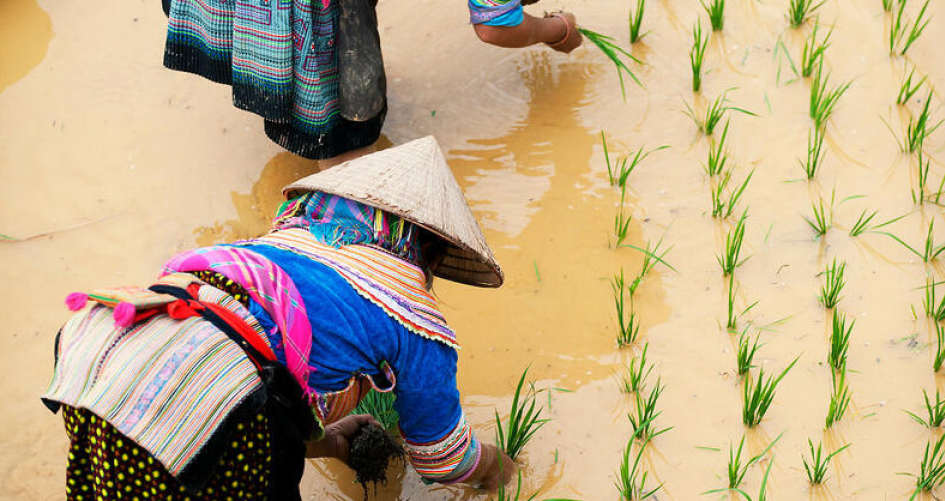 Two indigenous Hmong women plant rice shoots
