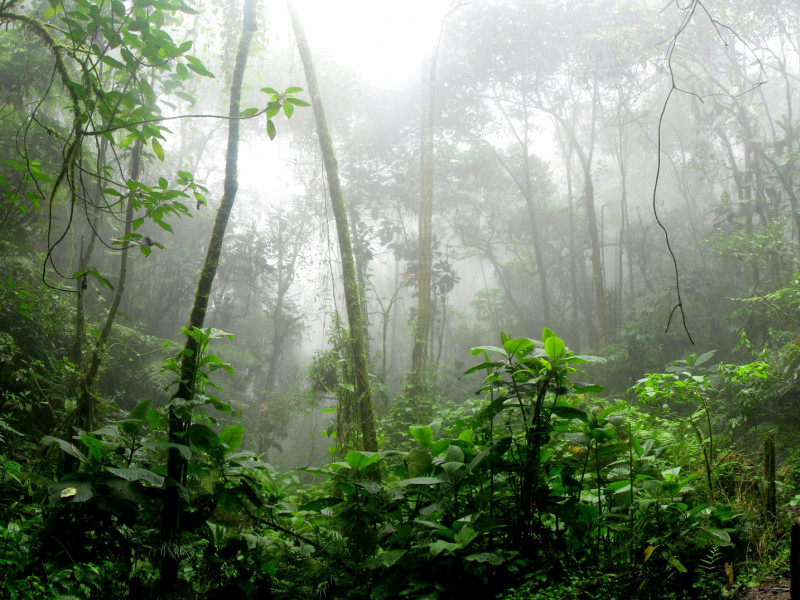 Amazon forest