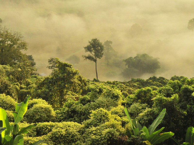 Morning fog drifts through the jungle in Doi Phu Langka, Pha Chang Noi, Pong, Phayao, Thailand.