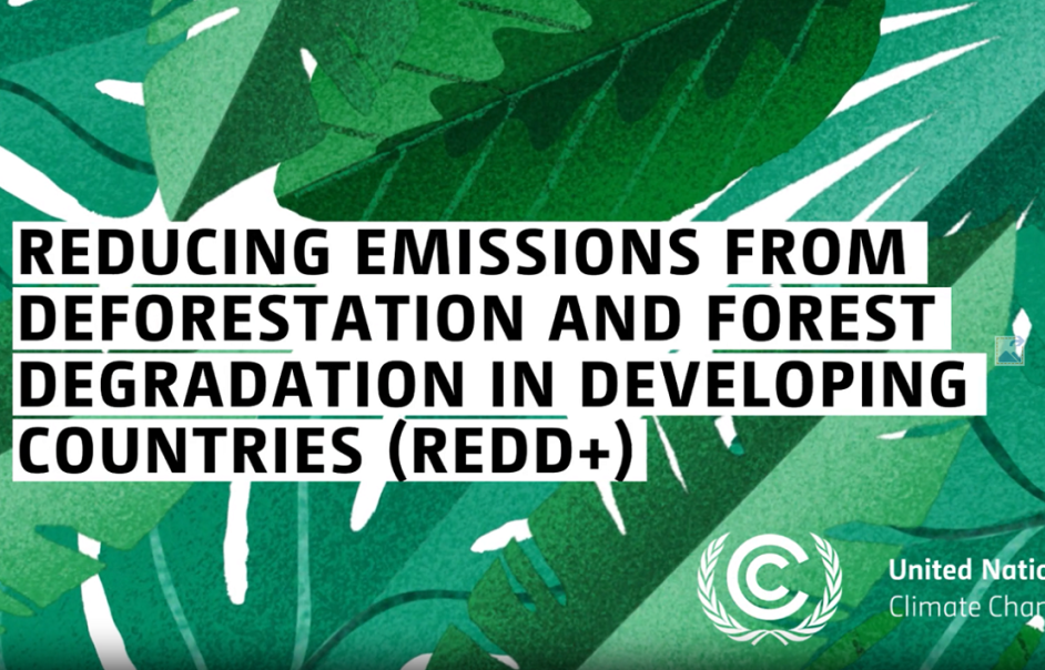 What is REDD+?