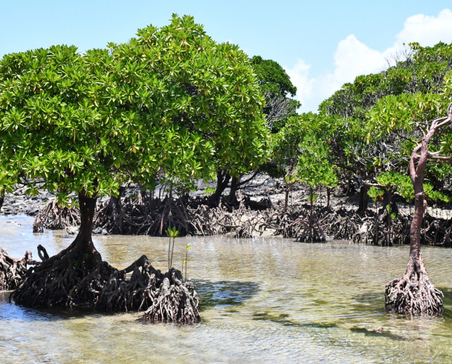 mangroves_photo_by_Motsomi_Maletjane