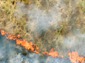 Bush fire