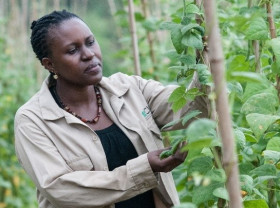 African woman tending saplings