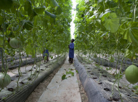 Djenebou Bagayogo works in the greenhouse of Sidibe Argo-Techniques in Katibougou Village, outside Bamako, Mali. Sidibe Argo-Techniques is growing watermelons, sweet peppers, tomatoes and other vegetables.