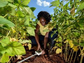 Climate-smart soils: testing soil health in Western Kenya